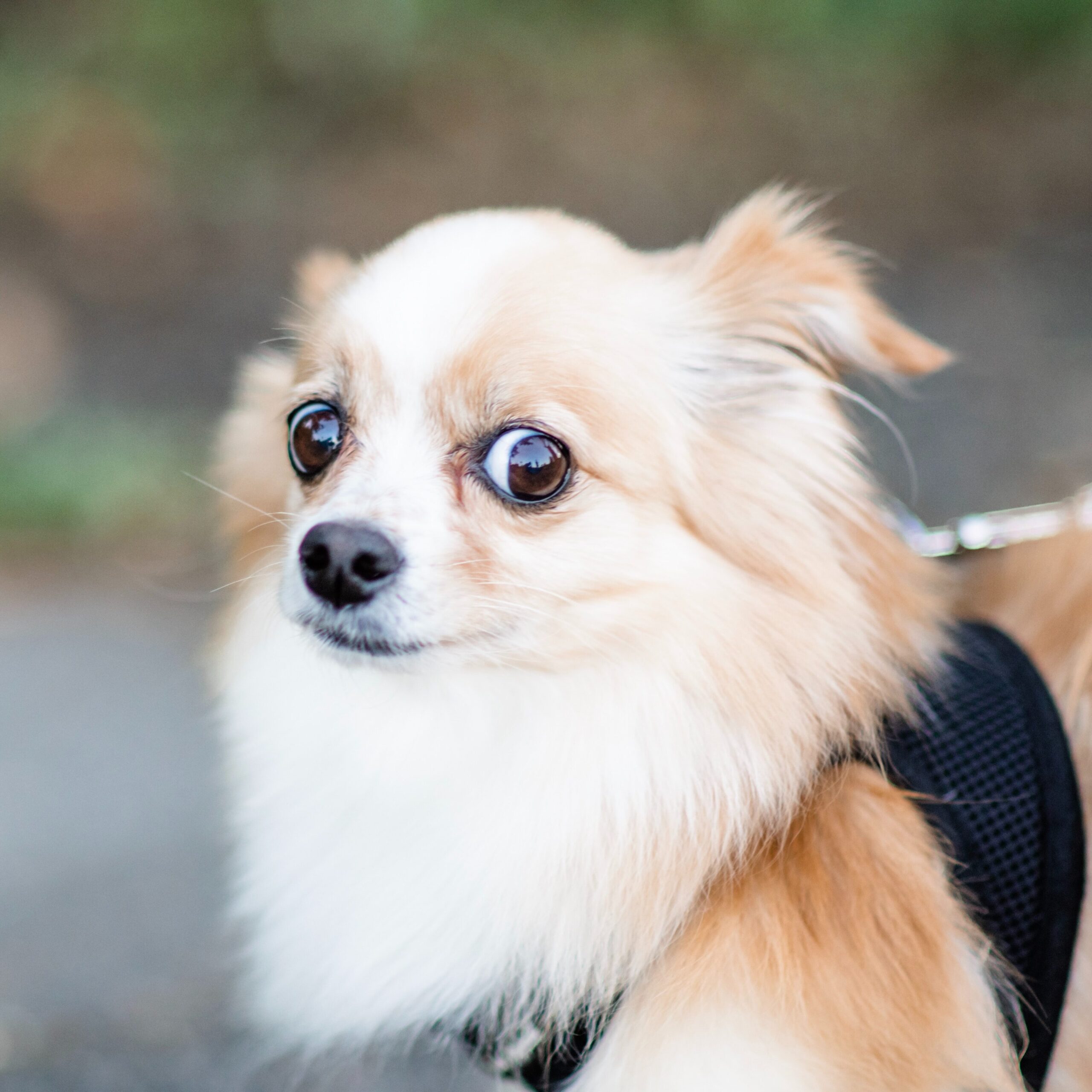 a small fluffy dog staring with wide eyes at the camera