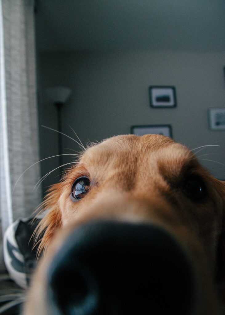 close up of a dogs nose touching the camera