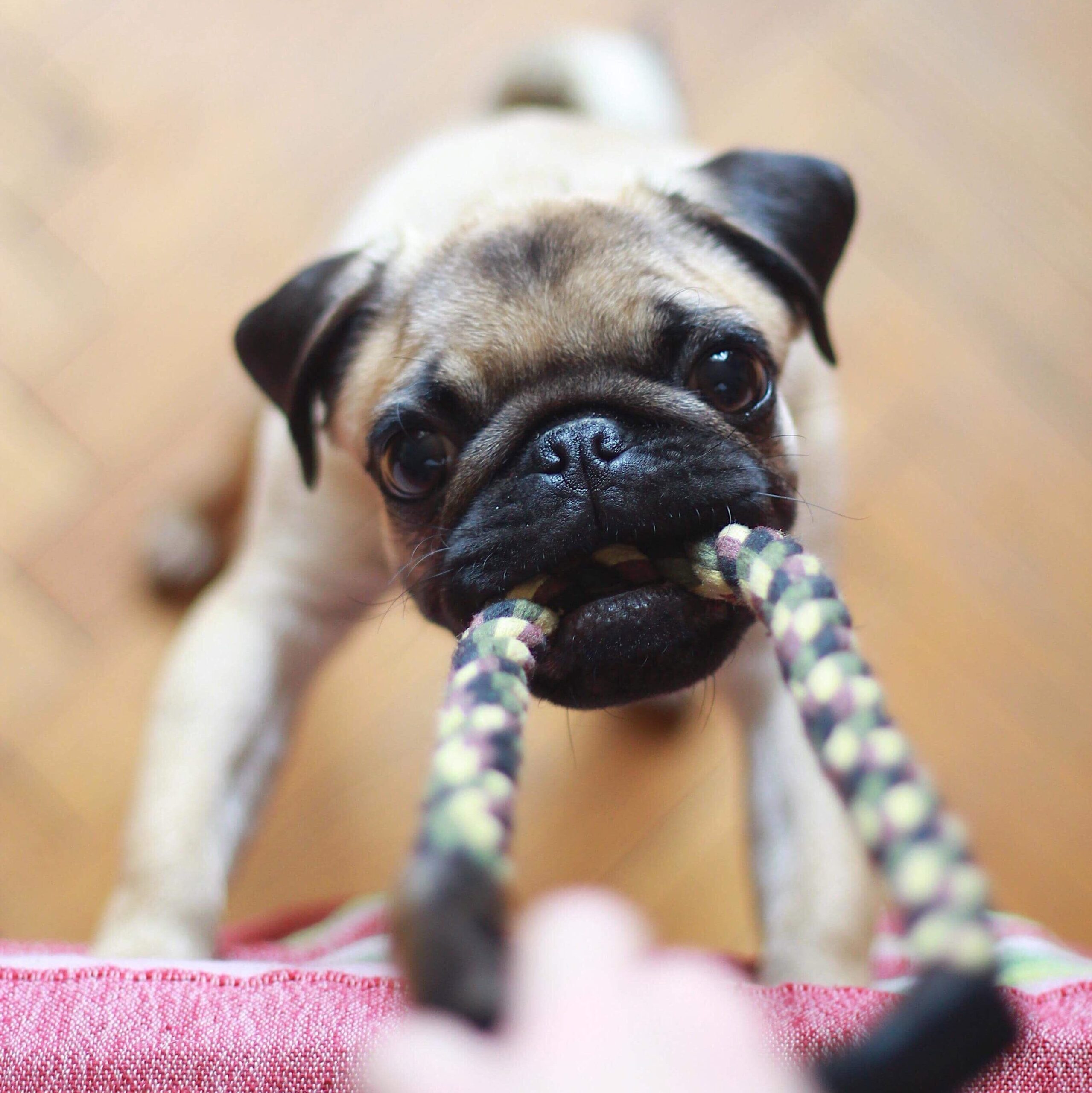 picture of a pug type dog tugging on a rope toy