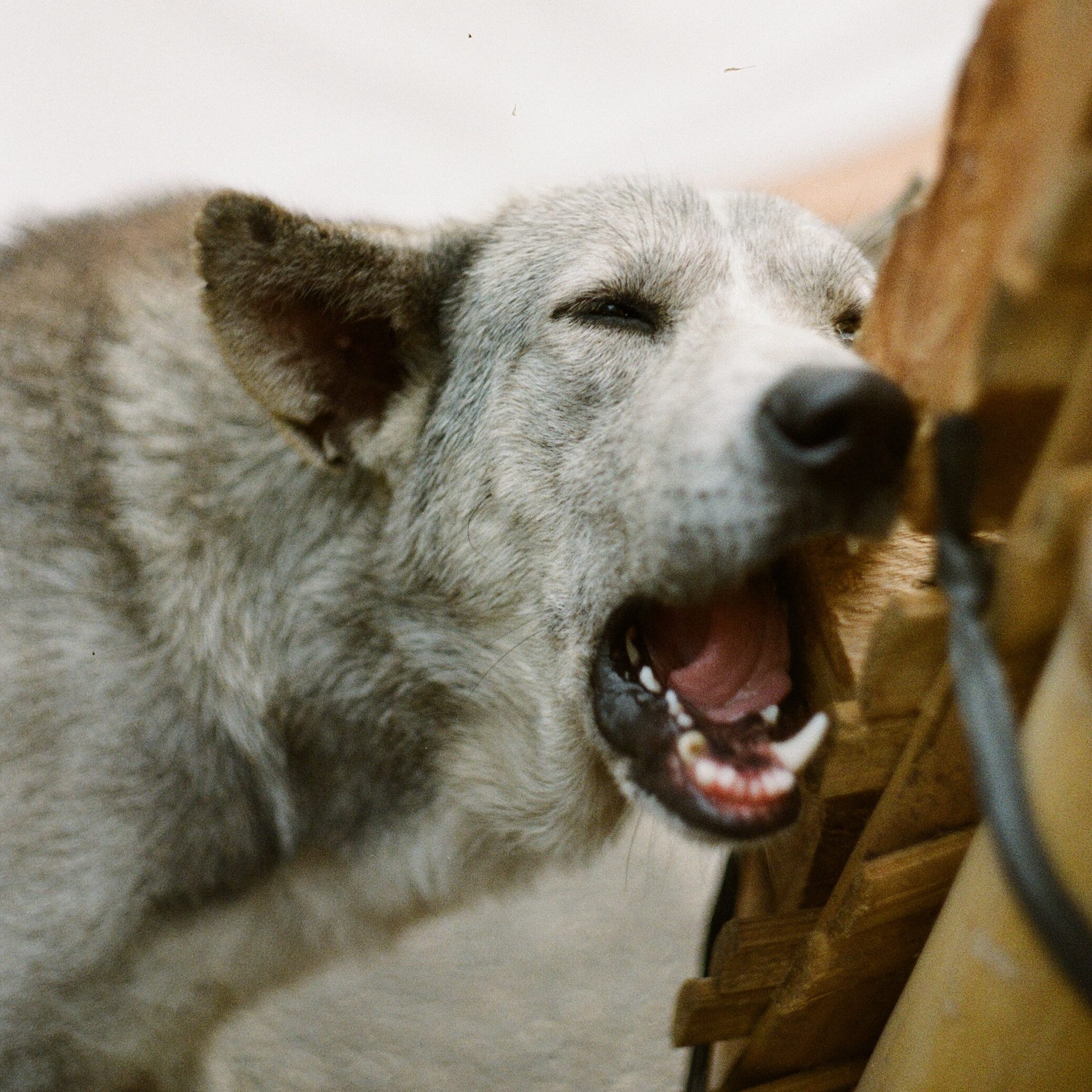 picture of a white dog chewing on a piece of wood