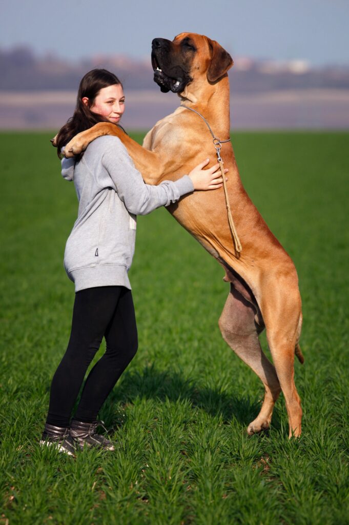 a large great dane jumps up on a woman. The dogs paws are on her shoulders and he towers over her.