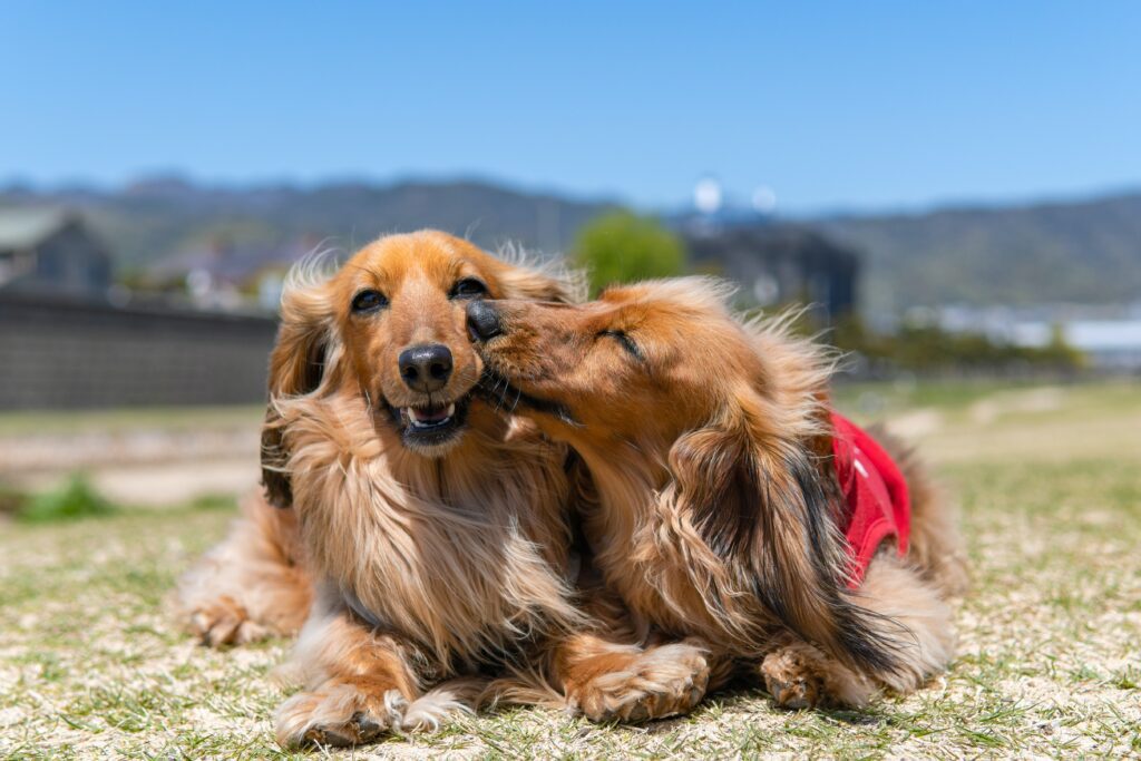 two small dogs stand side by side, one is gently nibbling on the others lip!