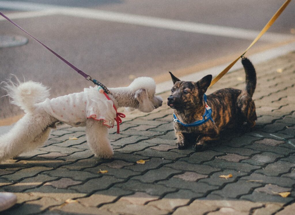 two small dogs meeting on leads. One is straining towards the other and they are looking anxious about the tension