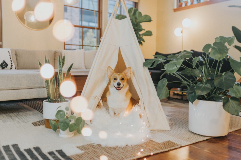 a small corgi type dog sitting in a white wigwam. 