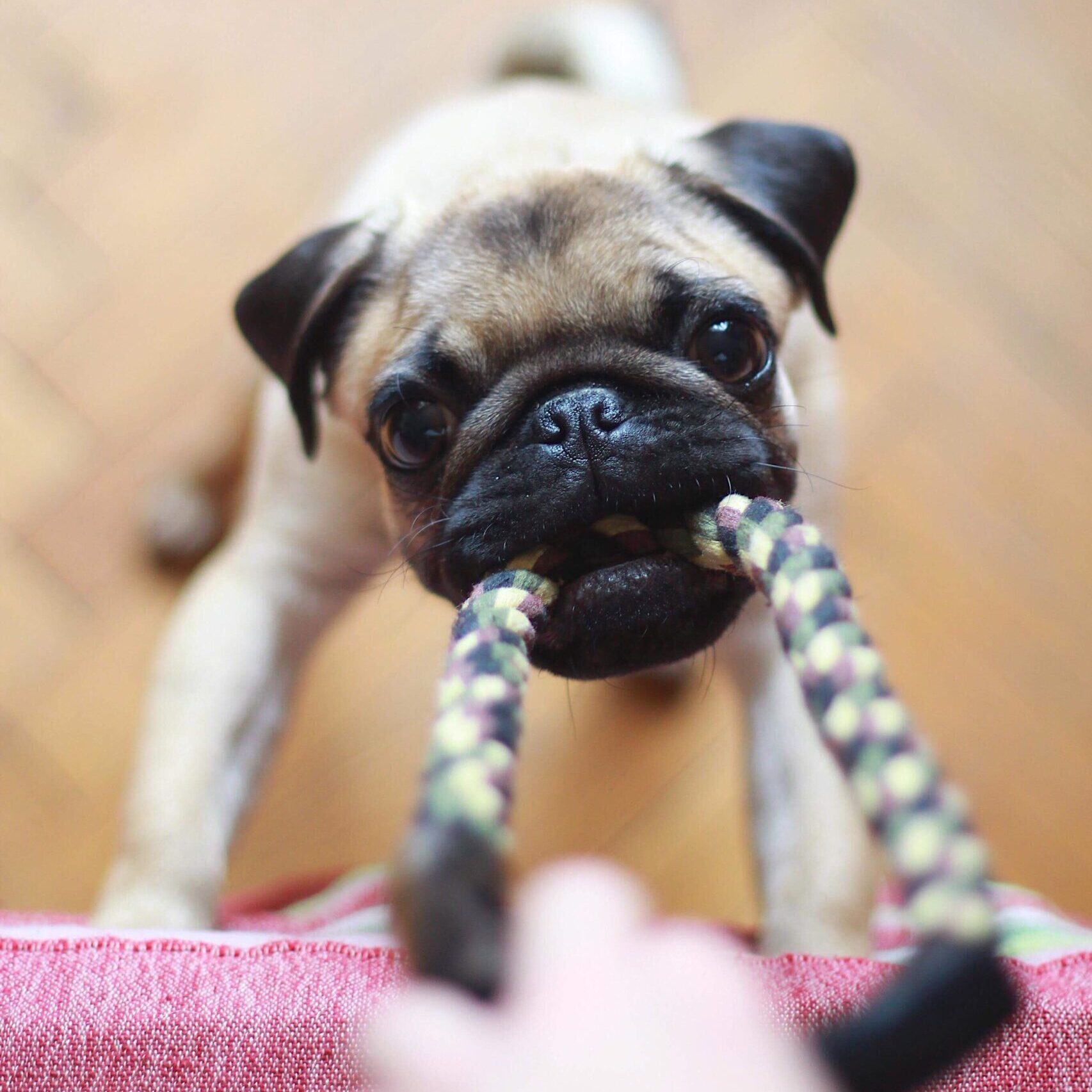 a pug dog playing tug with a rope toy.