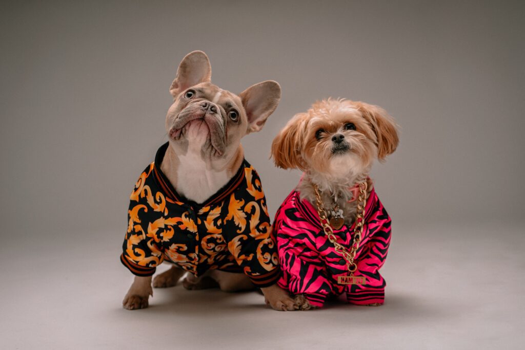two small dogs dressed up to look like rappers. one is wearing a heavy gold neck chain