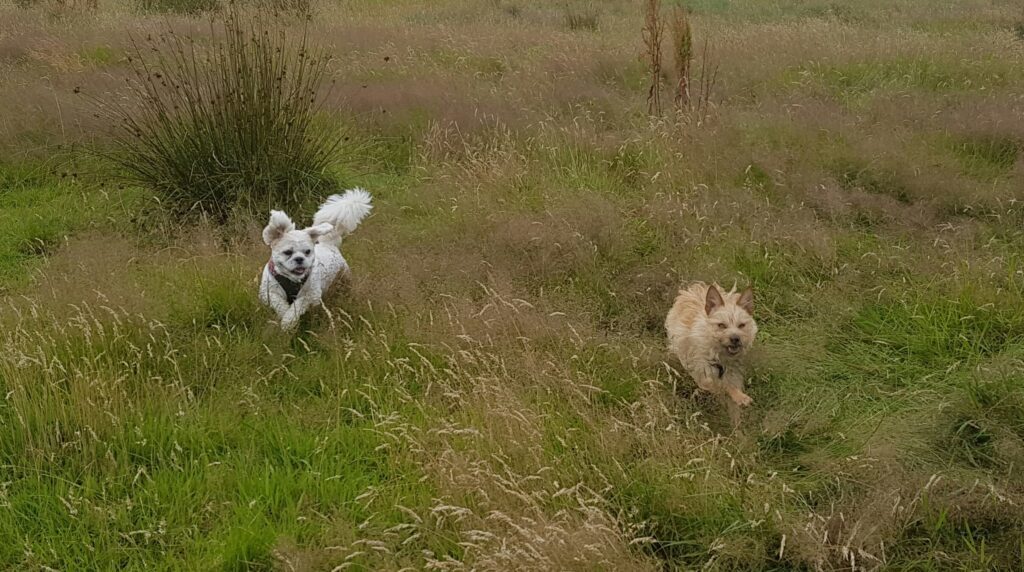 two small dogs run together in long grass