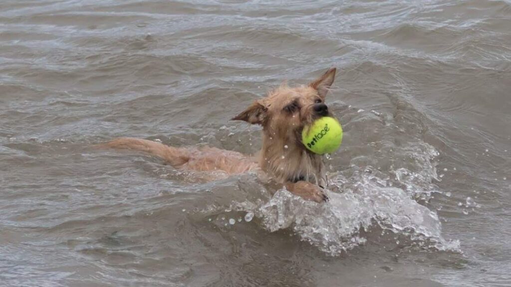 a small terrier type dog swimming with a tennis ball in her mouth