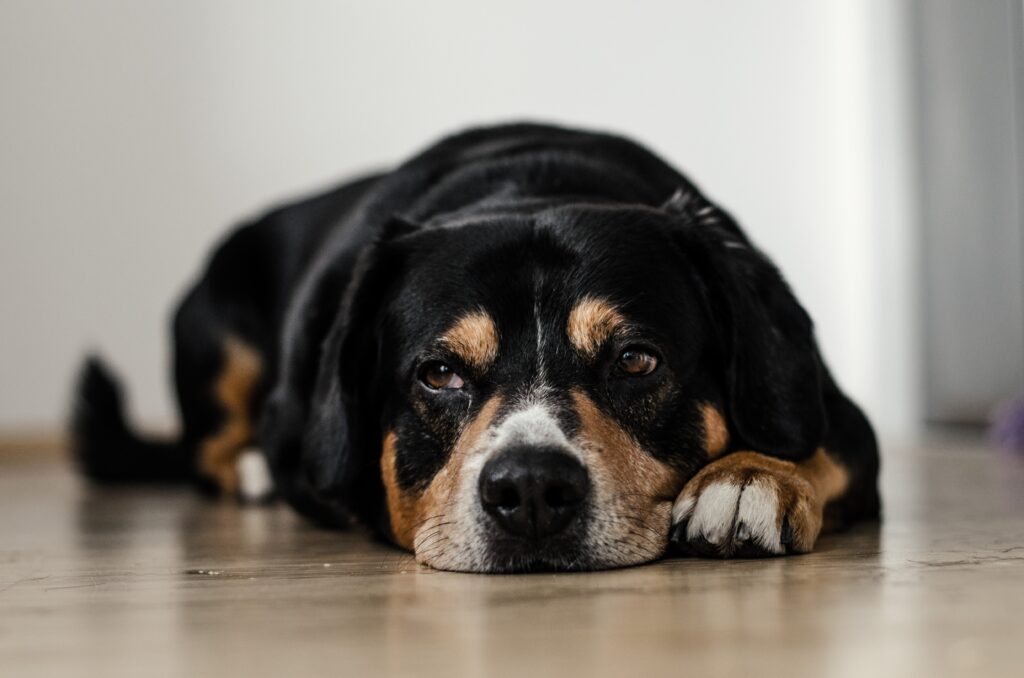 a large black dog lays with his head and chin resting on the ground. He looks depressed.