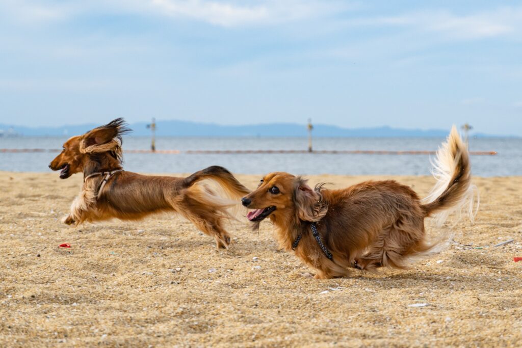 two, long haired sausage dogs running together on a beach setting