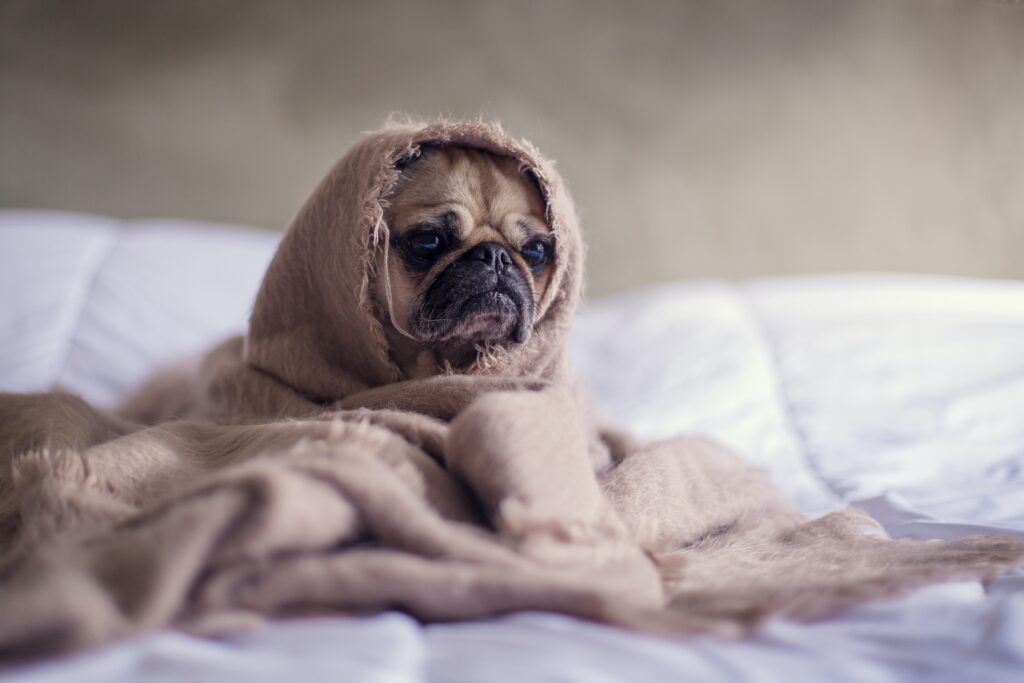 a small, sad looking, pug type dog wrapped in a blanket.