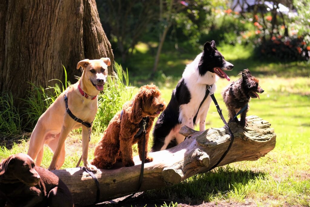 four dogs sitting on a log beside each other