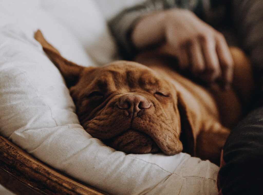 a large brown dog taking a nap