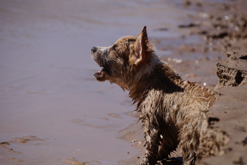 a small brown dog barking on the beach