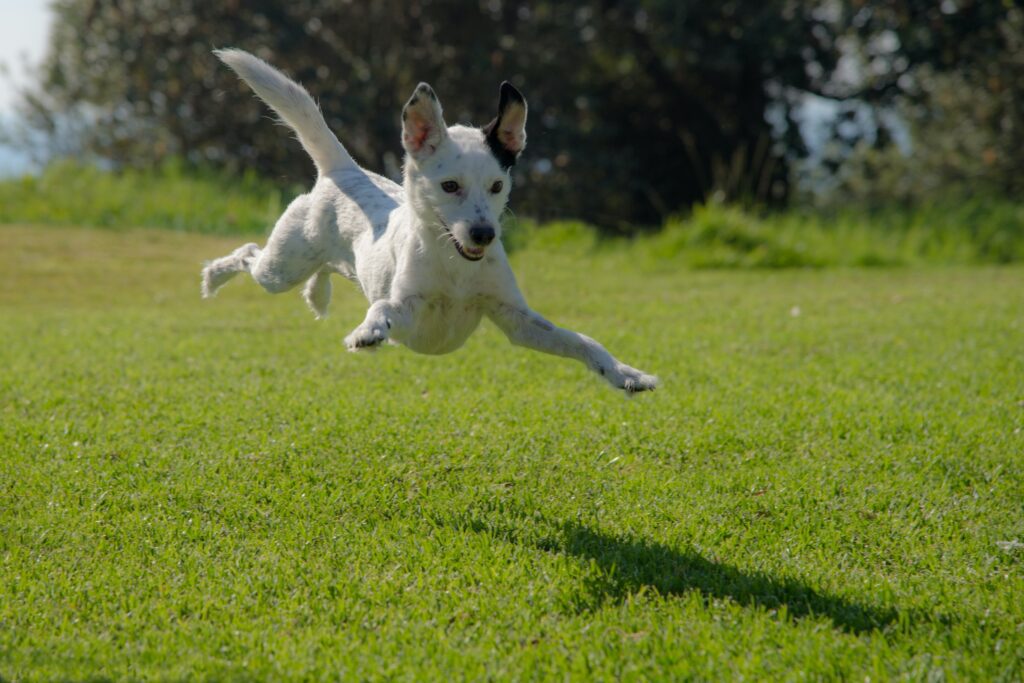 a large white dog seemingly flying across a grassy field. 