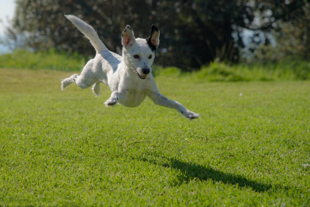 a large white dog seemingly flying across a grassy field.