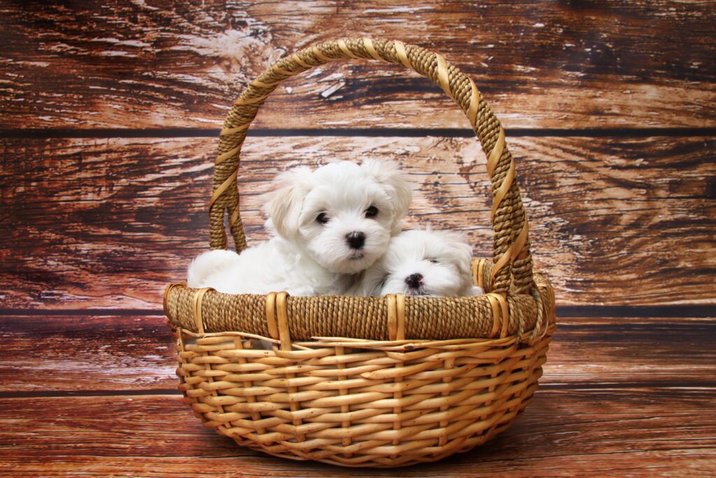 a wicker basket with two small white puppies peeking out