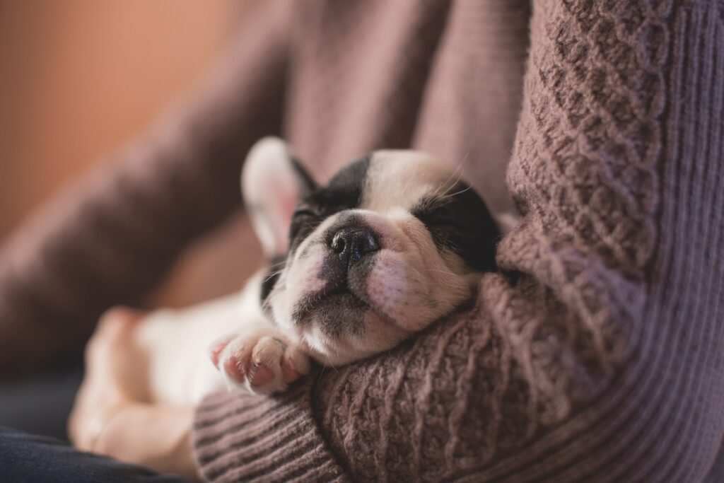 a very young black and white puppy snuggled in his owners arms, taking a nap