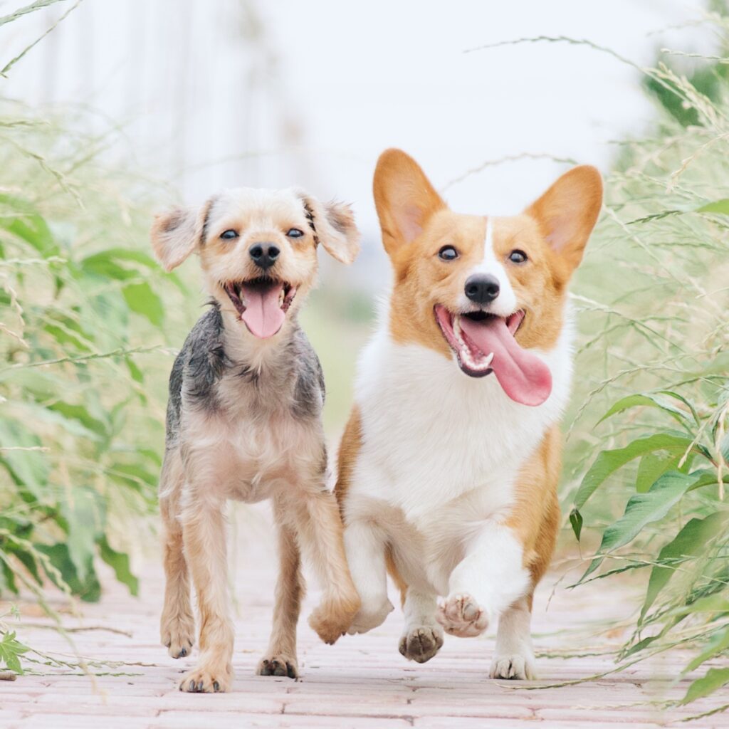 Two small dogs running towards the camera together. Both dogs are off lead and the one on the right has his tongue hanging out! 