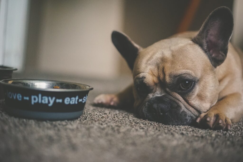 a small dog lies beside a bowl of food. he looks anxious and has left food in the bowl
