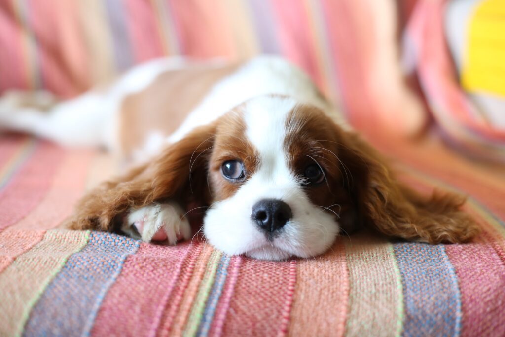 a brown and white puppy laying on a stripey bed looking guilty 