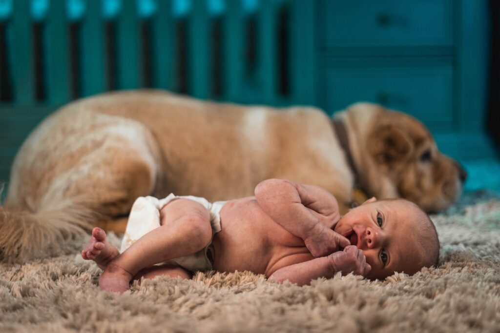 a new baby laying on a fluffy rug with a large brown dog laying in the background