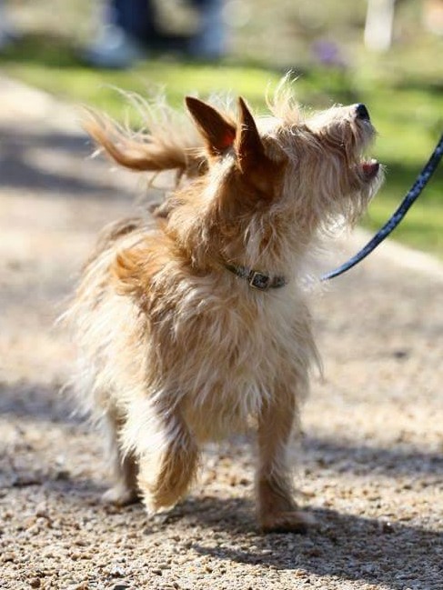 a small brown terrier dog looking out of shot and walking on a loose lead