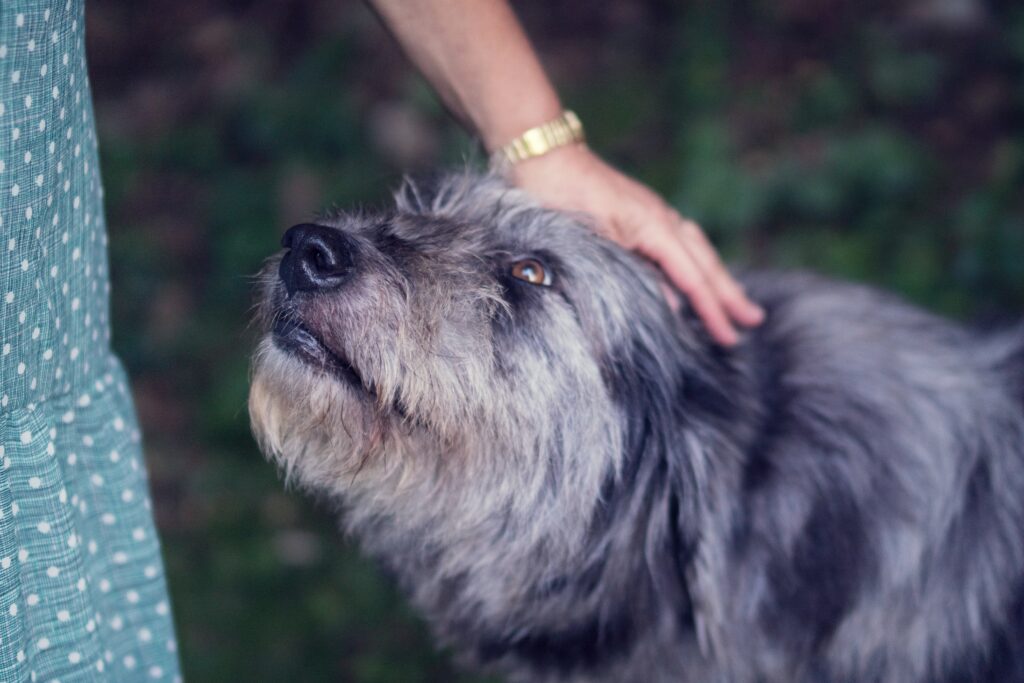 a large grey dog ducking his head as he gets petted